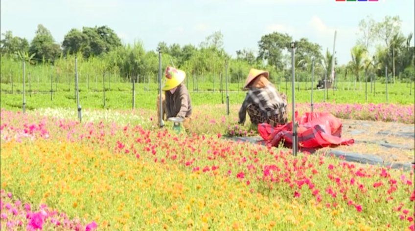 Hoa mười giờ trên nền tảng số