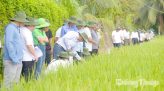 Lúa gạo Đồng Tháp thay đổi để thích ứng