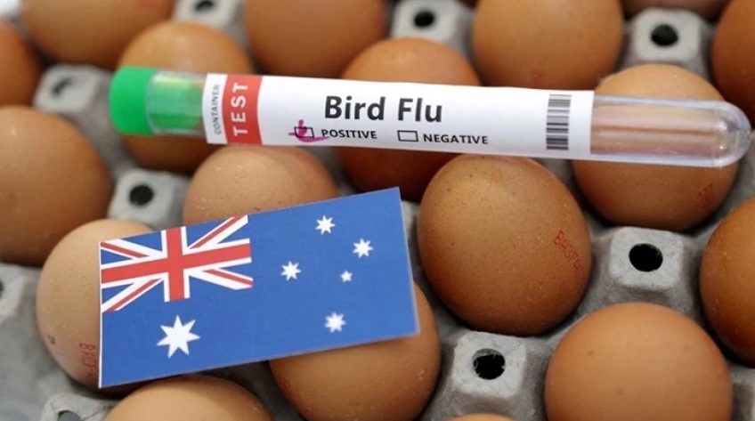 Virus cúm gia cầm H5 lần đầu xuất hiện tại lục địa Australia