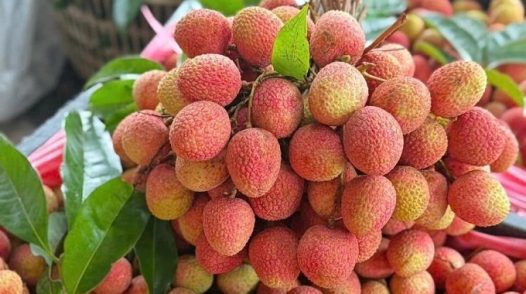 Vải thiều mất mùa