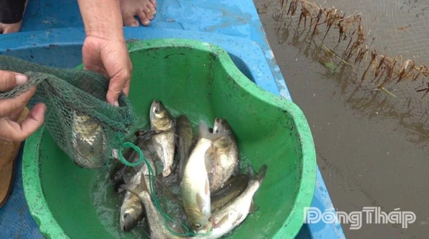 Xã Tràm Chim: Thí điểm mô hình nuôi trữ cá mùa lũ theo hướng cộng đồng