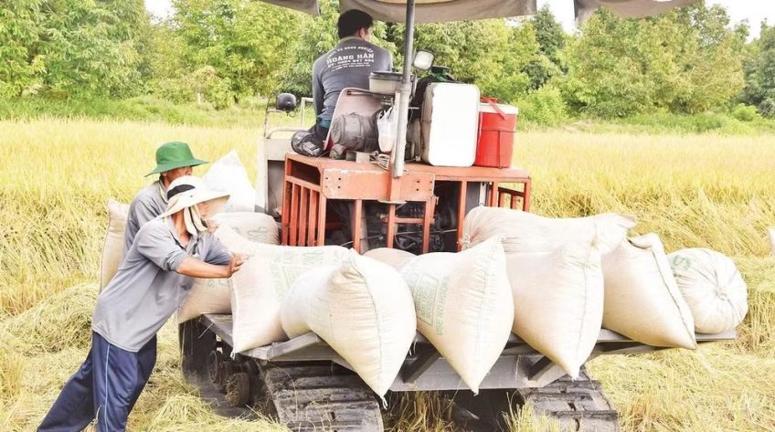 Lúa gạo Đồng Tháp thay đổi để thích ứng