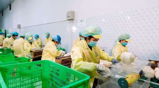 Xuất khẩu rau quả hướng tới mục tiêu 10 tỷ USD