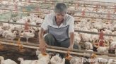 Liên cầu lợn có thể gây điếc, hoại tử chi và tử vong