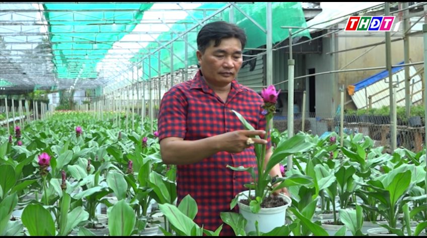 Nông dân Se Đéc trồng thành công giống hoa nghệ tây nhập khẩu từ Thái Lan