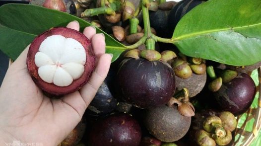 Măng cụt được mùa, giá xuống đáy