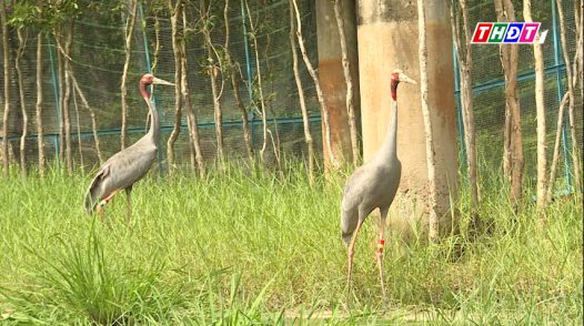 Chuyện vui của sếu ở Tràm chim
