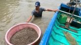 Cà Mau nỗ lực phát triển ngành hàng lúa gạo
