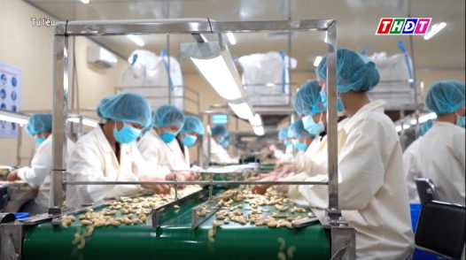 Kim ngạch xuất khẩu điều của Việt Nam tăng