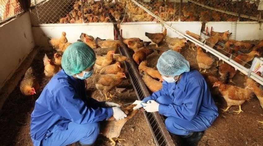 Tăng cường năng lực quản lý, kiểm soát dịch bệnh động vật