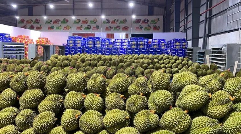 Ấn Độ mở cửa thị trường cho sầu riêng tươi Việt Nam