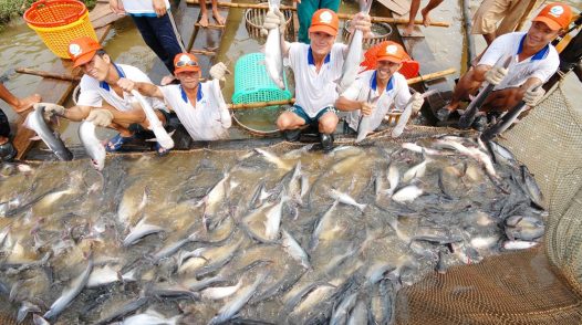 Đồng Tháp: Phấn đấu trở thành trung tâm phát triển thủy sản của vùng