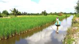 Thanh long ruột trắng hay đỏ bổ dưỡng hơn?