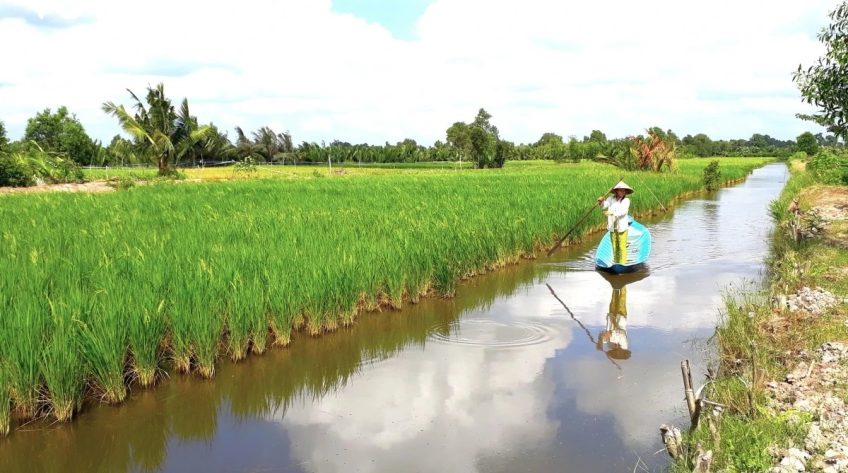 Cà Mau nỗ lực phát triển ngành hàng lúa gạo