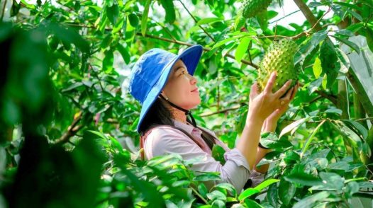 Thúc đẩy chuỗi giá trị nông nghiệp xanh tại Đồng bằng sông Cửu Long
