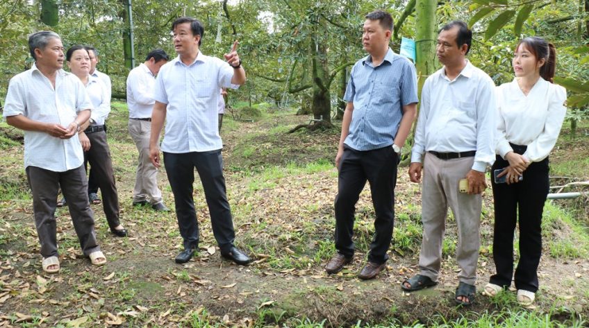 Lãnh đạo tỉnh khảo sát mô hình canh tác sầu riêng kiểm soát Cadimi