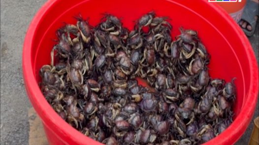 Cuối mùa nước cua đồng tăng giá