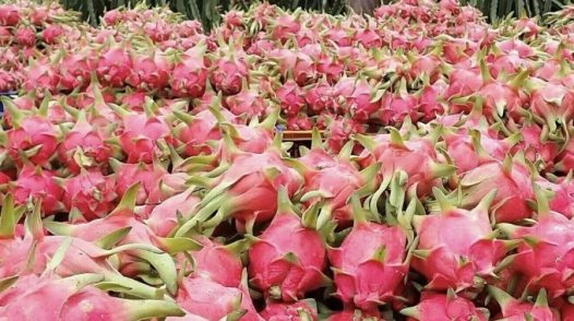 Thanh long ruột trắng hay đỏ bổ dưỡng hơn?