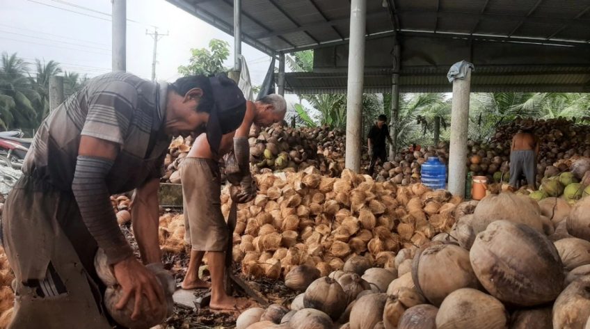 Đồng Tháp, Vĩnh Long: Trái dừa khô lao dốc, nhà vườn lao đao