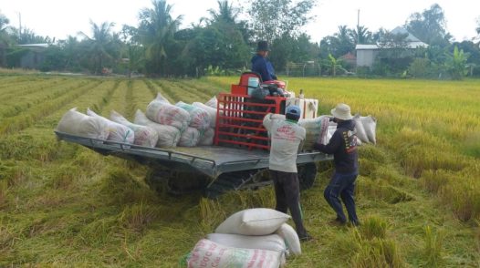 Xây dựng thương hiệu gạo Việt xanh phát thải thấp