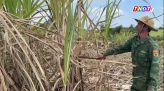Giá phân bón bật tăng khi vào vụ mới