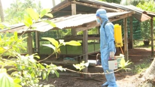 Đồng Tháp: Khẩn trương xử lý ổ dịch cúm gia cầm A/H5N6 tại xã Tân Phú Đông