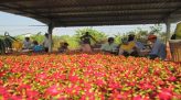Khánh Hòa bắt giữ phạm nhân thứ hai trốn khỏi Trại giam A2