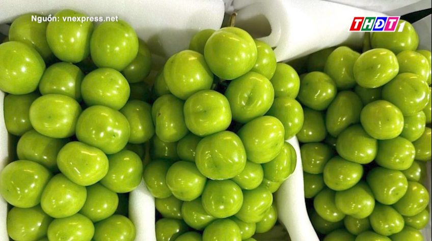 Nho sữa Trung Quốc chỉ còn hơn 10.000 đồng/kg