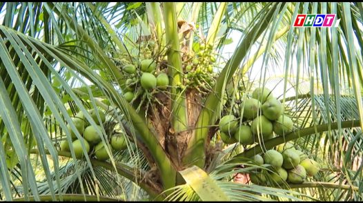 Đồng Tháp dừa tươi tăng giá