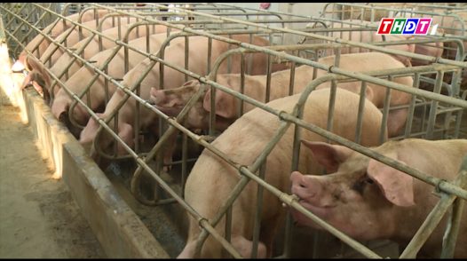 Giá heo hơi giảm, tổng đàn tăng lên