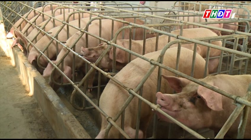Giá heo hơi giảm, tổng đàn tăng lên