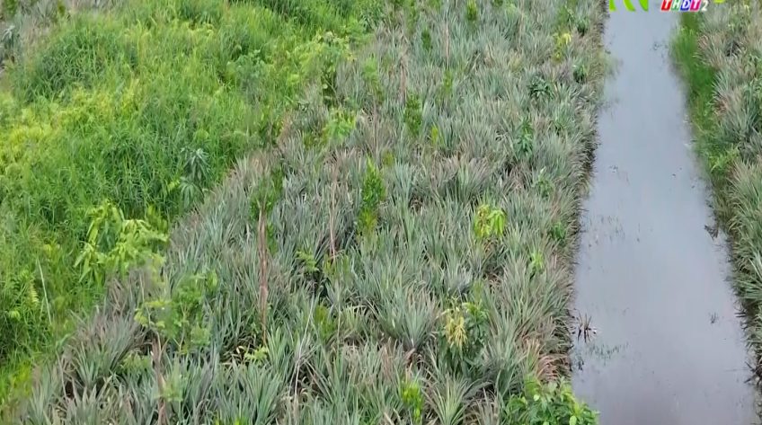 Người dân ồ ạt trồng cây sau thông tin quy hoạch khu công nghiệp