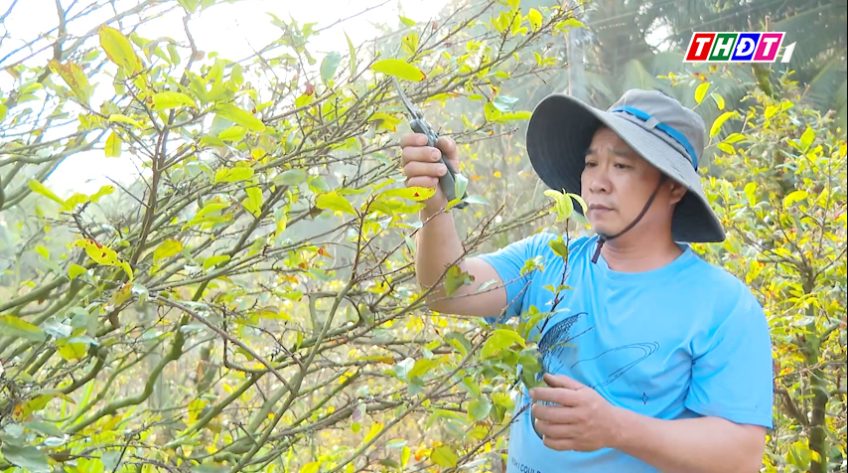 Tất bật xuống lá mai, đánh thức sắc vàng đón Tết