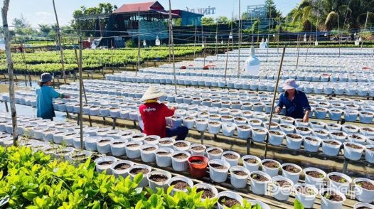 Làng hoa Sa Đéc bước vào vụ hoa tết năm 2027