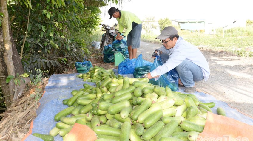 Mưa kéo dài, giá rau màu tăng mạnh