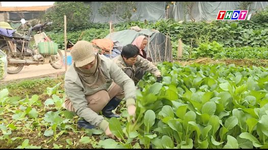 Nông nghiệp sẵn sàng nguồn cung thực phẩm dồi dào cho Tết