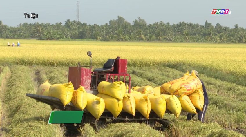 Giá gạo xuất khẩu tăng