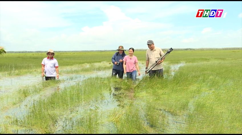 Hệ sinh thái Tràm Chim đang phục hồi mãnh liệt