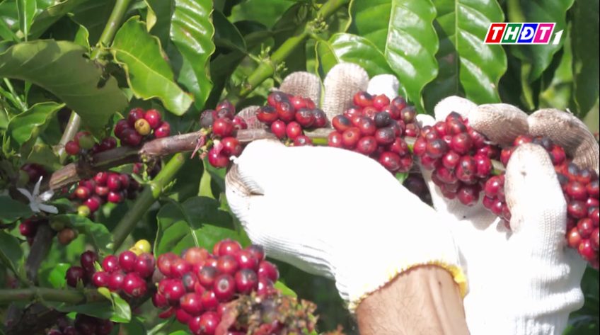 Giá cà phê liên tục tăng, cao nhất 2 tháng qua