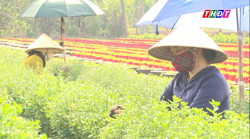 Lặt chèo bông Tết