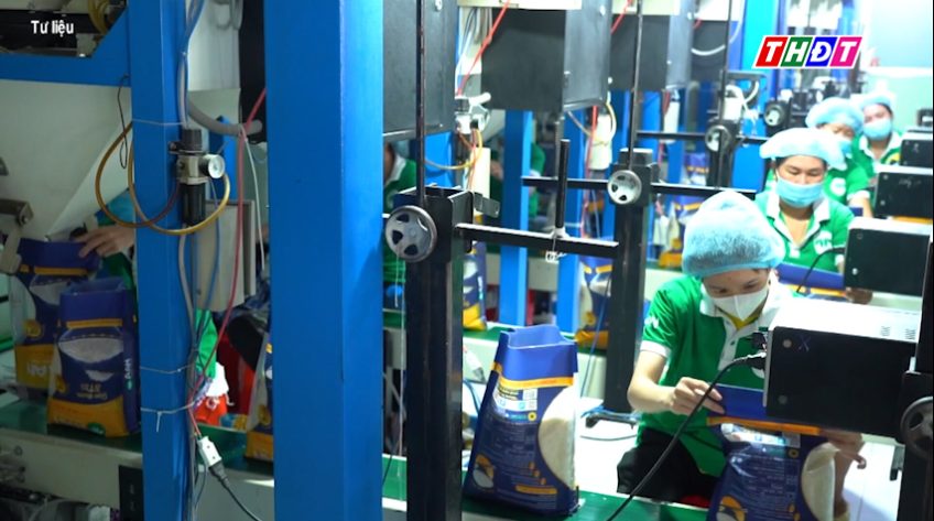 Giá gạo Việt Nam chạm mức thấp nhất trong 2 tháng