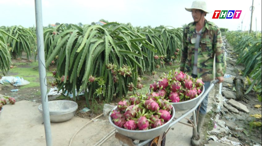 Đồng Tháp: Người trồng thanh long tất bật thu hoạch