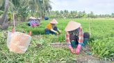 Rau, củ, quả giảm giá