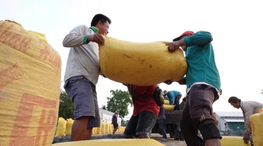 Xuất khẩu gạo của Việt Nam vào Trung Quốc tăng vọt, vì sao?