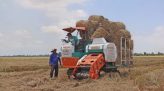 Giá thuê máy thu hoạch lúa tăng