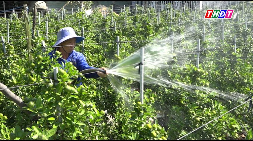 Hạnh trồng chậu đắt hàng dịp Tết