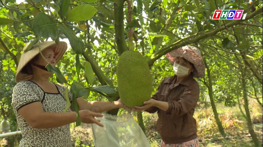 Mít kem lớn giảm giá