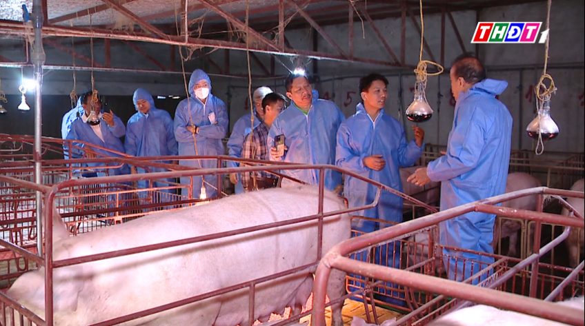 Vắc-xin dịch tả heo Châu Phi giúp nâng cao vị thế thú y Việt nam