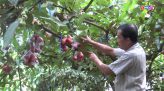 Giá thịt heo lao dốc