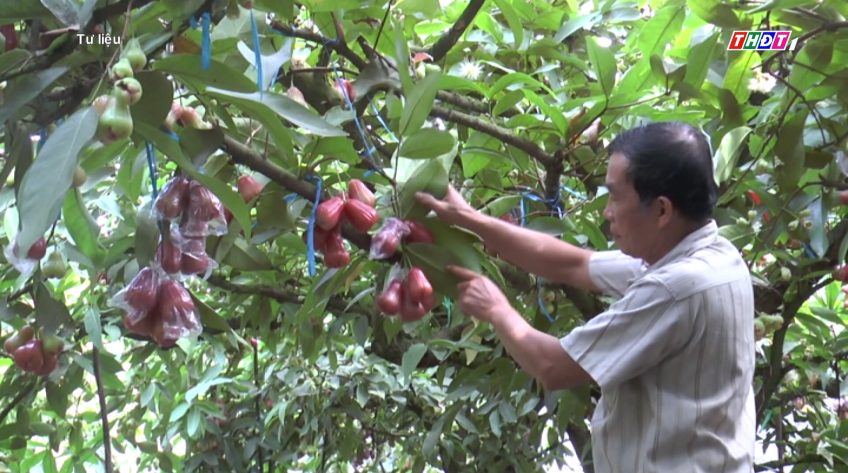 Mận An Phước bán được giá cao